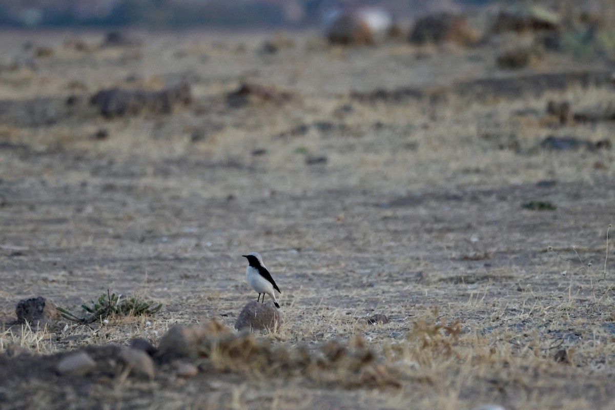 Finsch's Wheatear - ML642573409