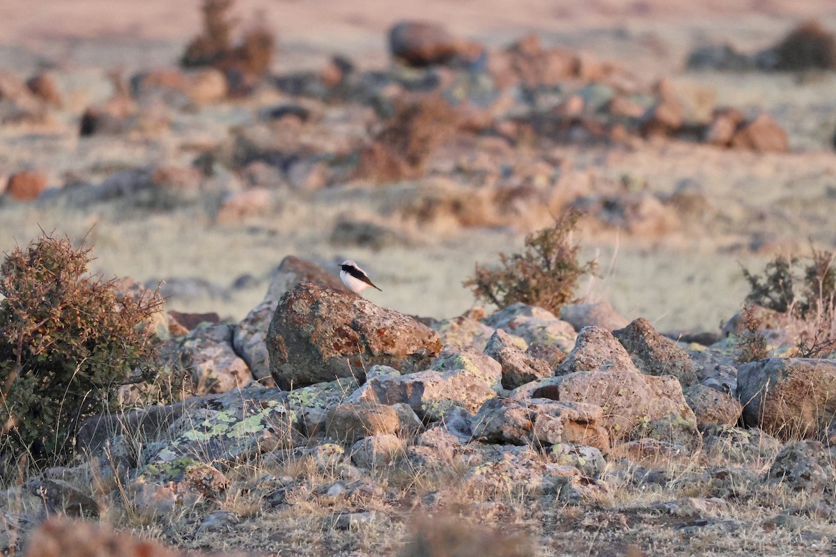 Finsch's Wheatear - ML642573410