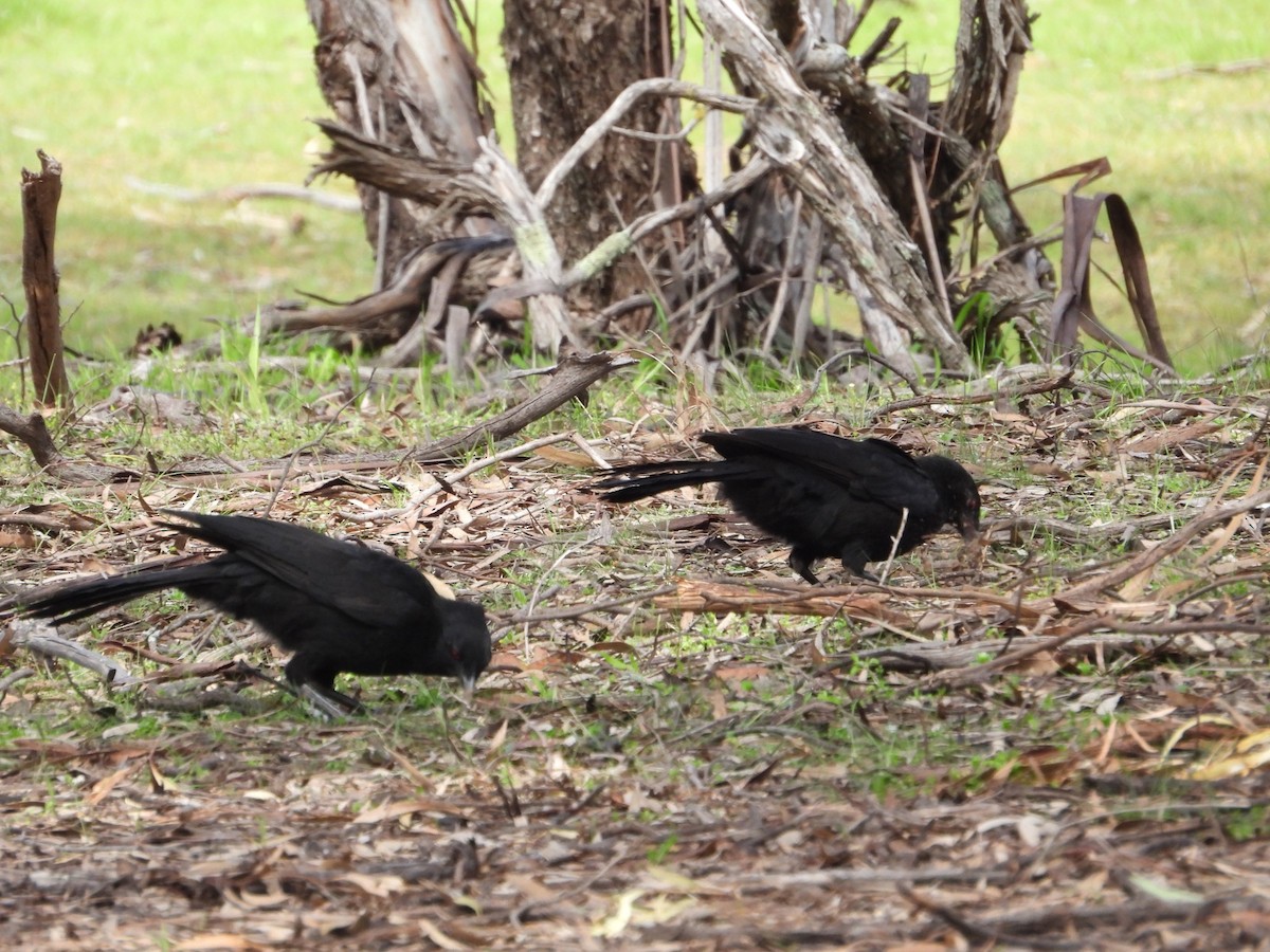 White-winged Chough - ML642573416