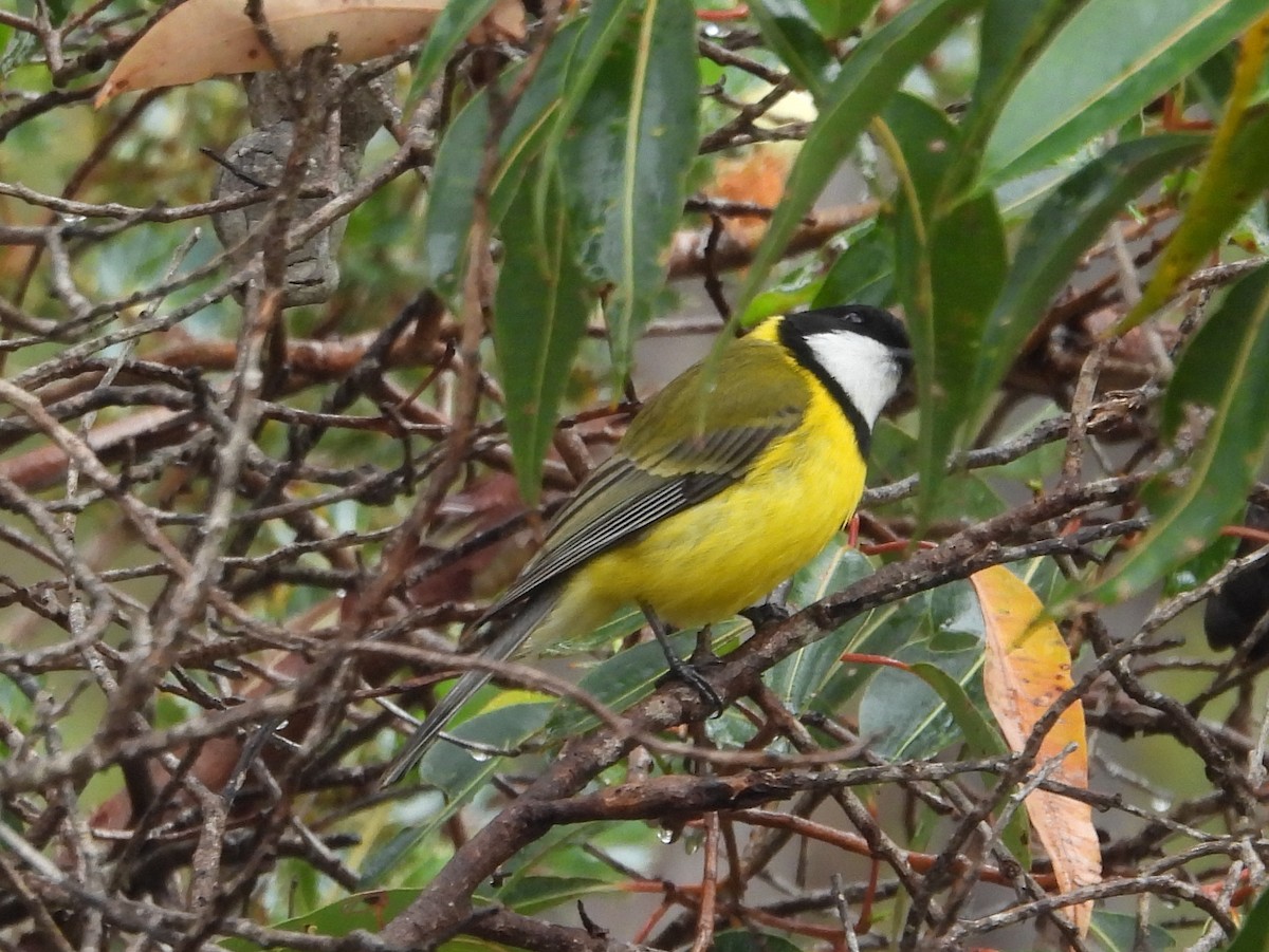 Golden Whistler (Western) - ML642573425