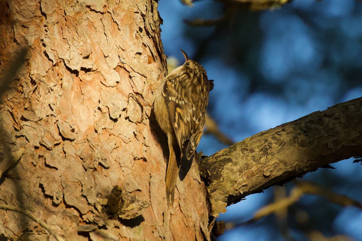 Short-toed Treecreeper - ML642573441