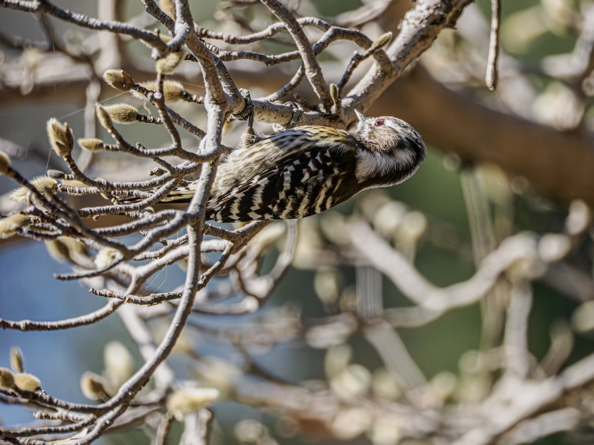 Japanese Pygmy Woodpecker - ML642573442