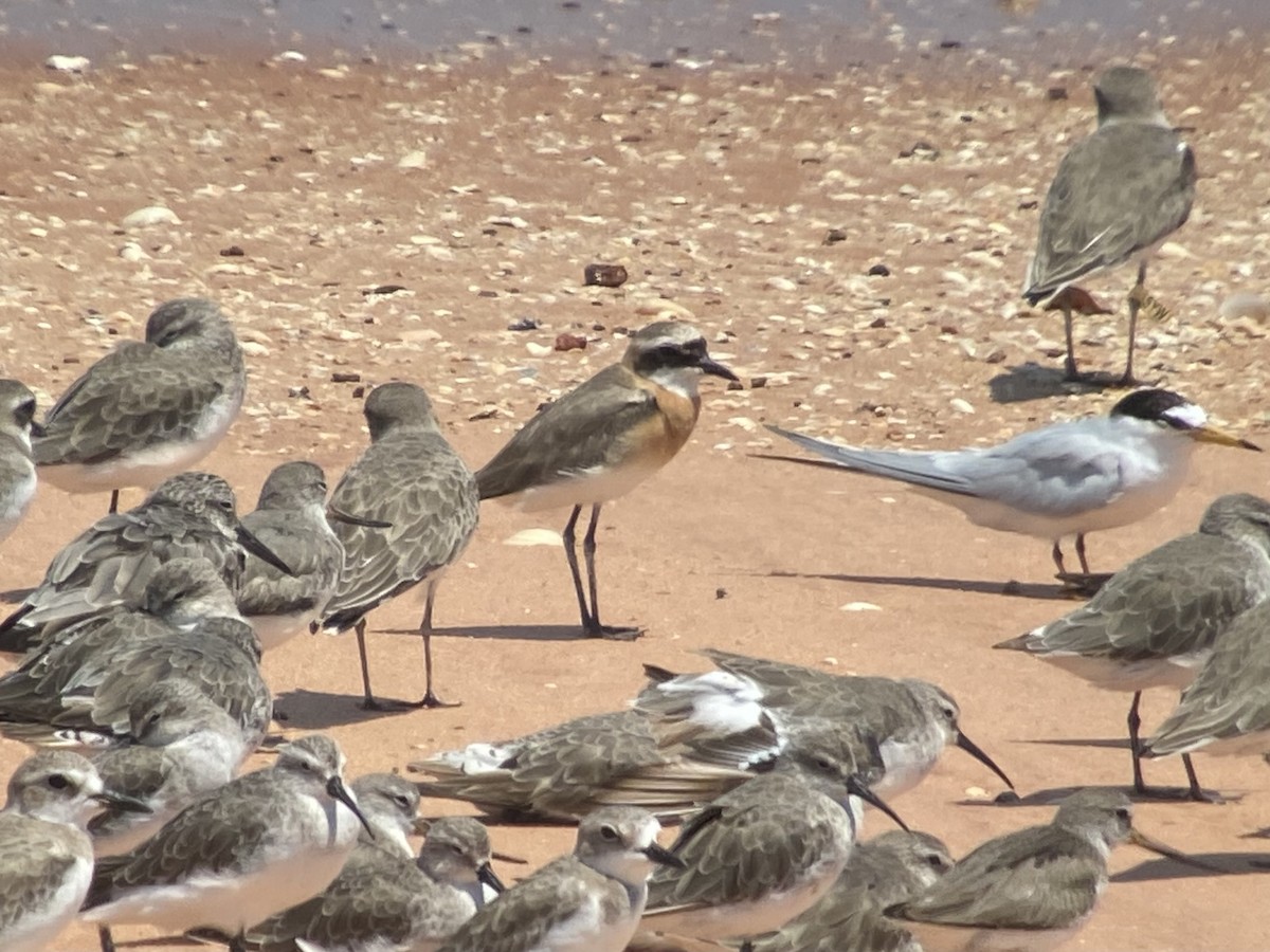 Төвд хиазат - ML642573476