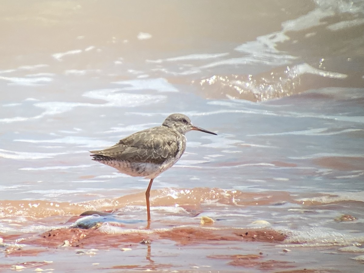 Улаан хөлт хөгчүү - ML642573514