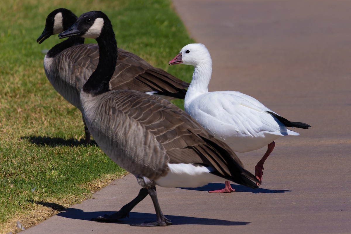 Ross's Goose - ML642573517