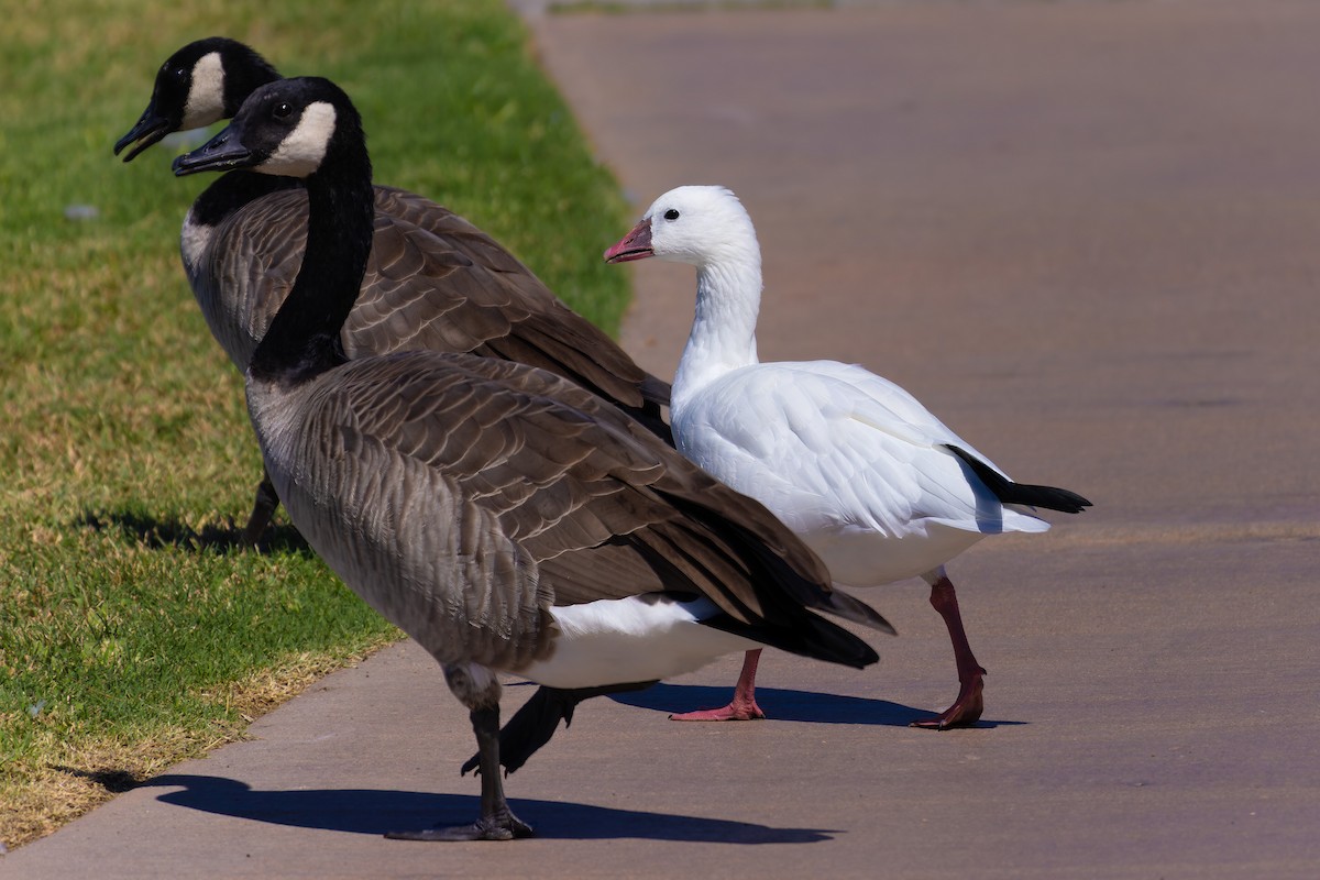 Ross's Goose - ML642573519