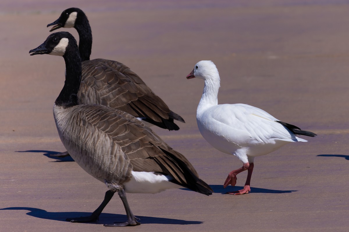 Ross's Goose - ML642573520