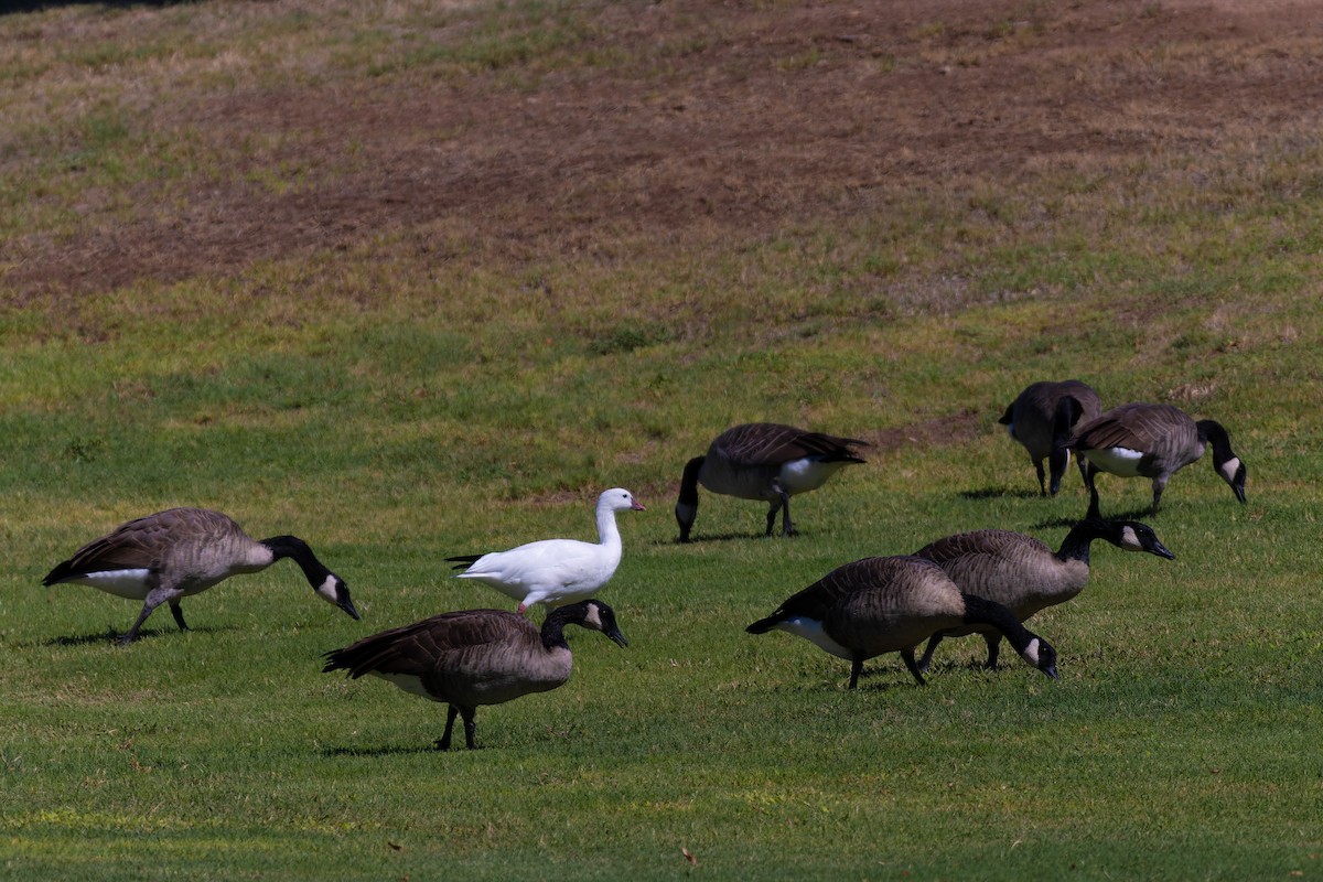 Ross's Goose - ML642573523