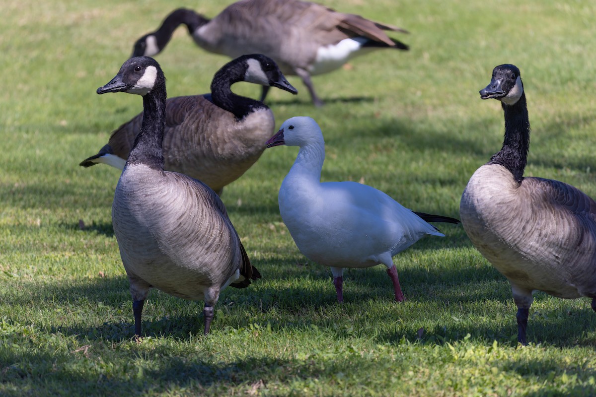 Ross's Goose - ML642573525