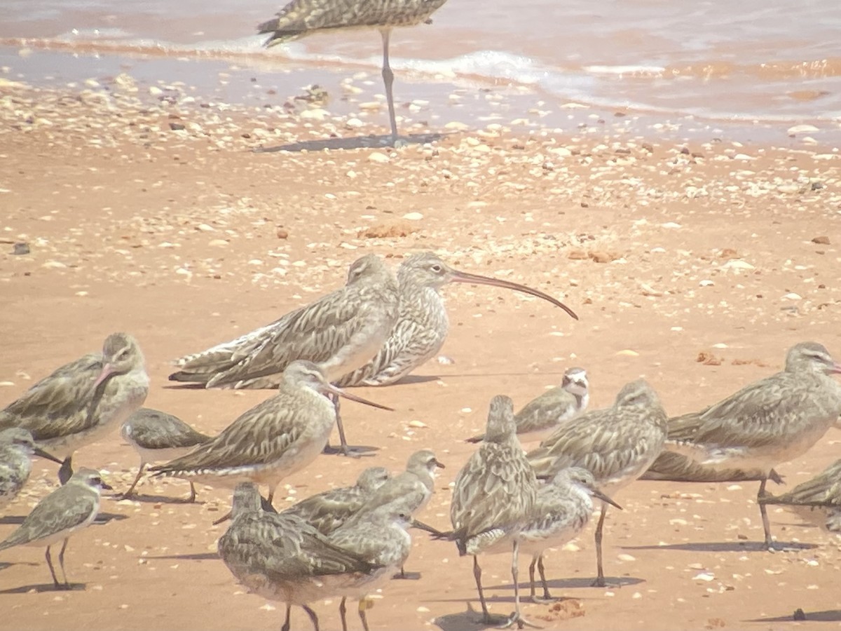 Морин тутгалжин - ML642573547