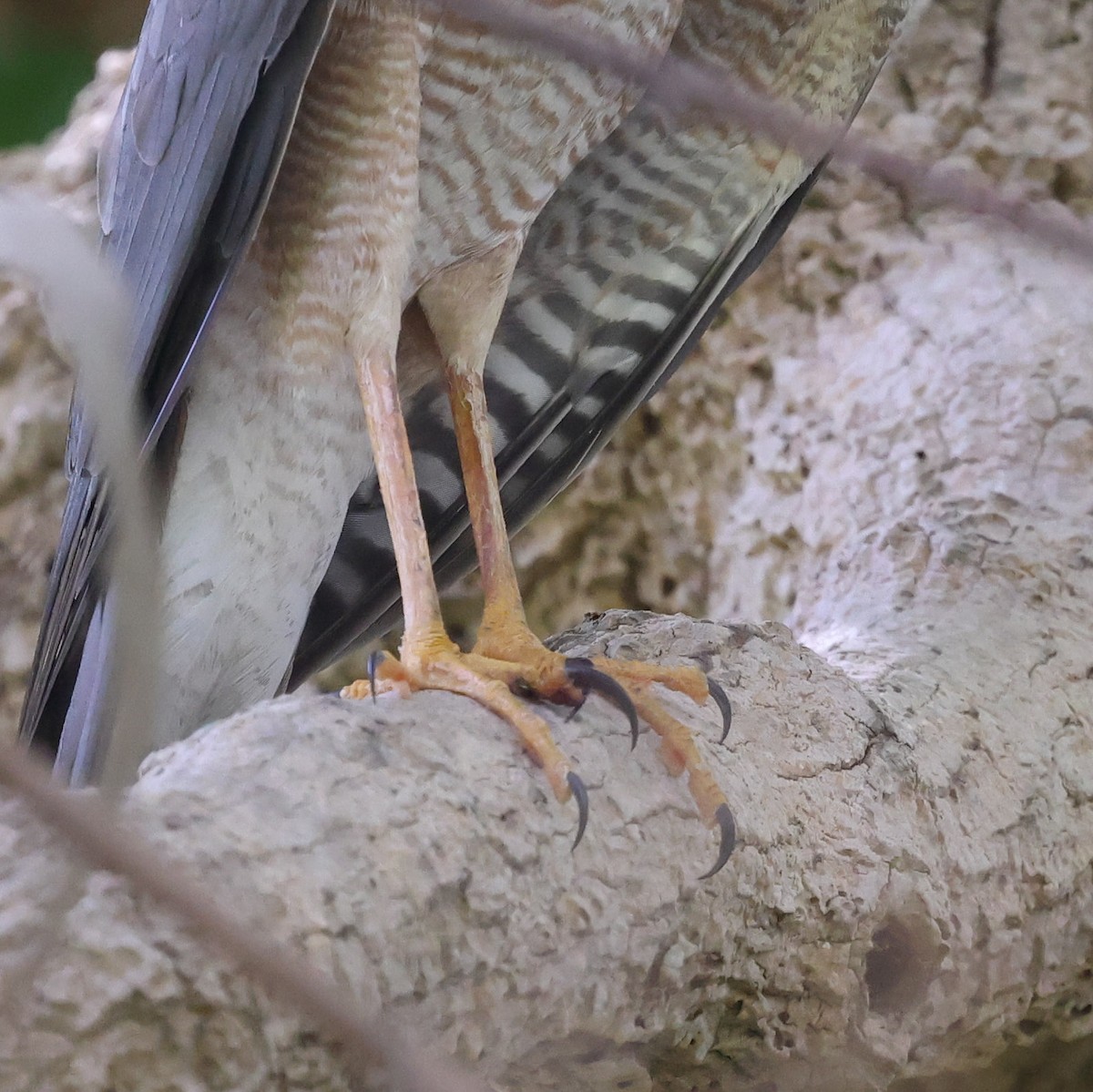 Collared Sparrowhawk - ML642573555