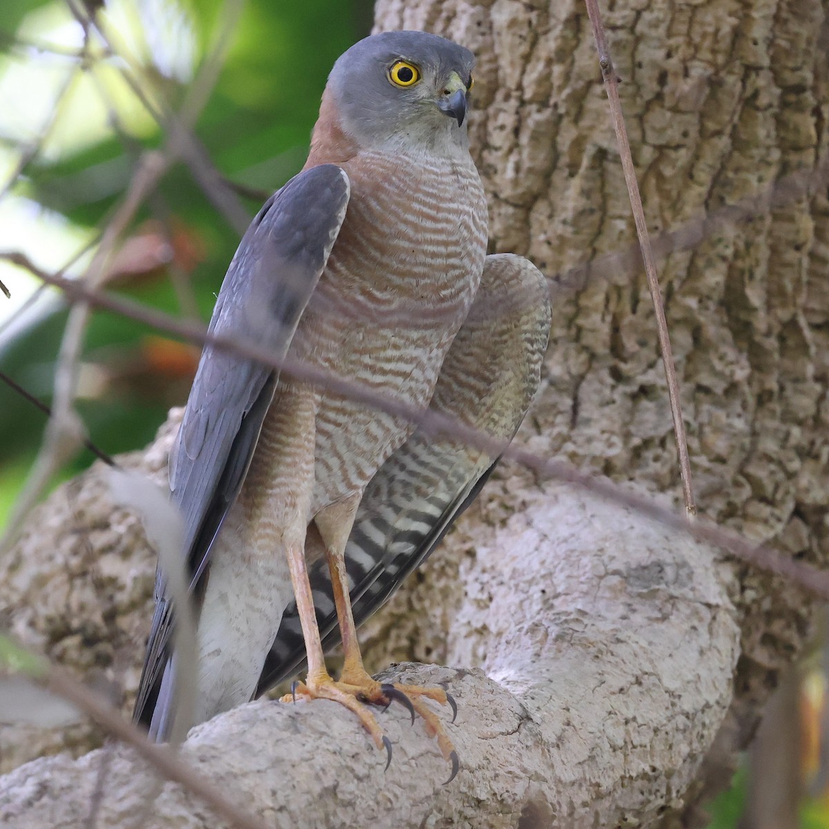 Collared Sparrowhawk - ML642573556