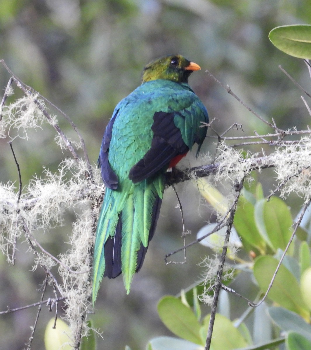 Golden-headed Quetzal - ML642573561