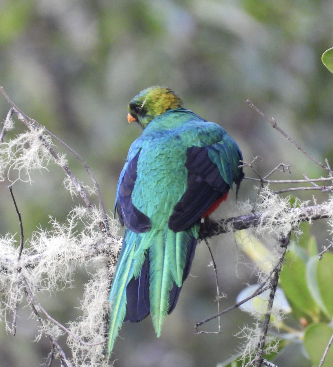 Golden-headed Quetzal - ML642573562