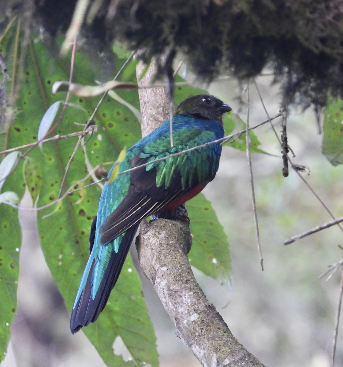Golden-headed Quetzal - ML642573563