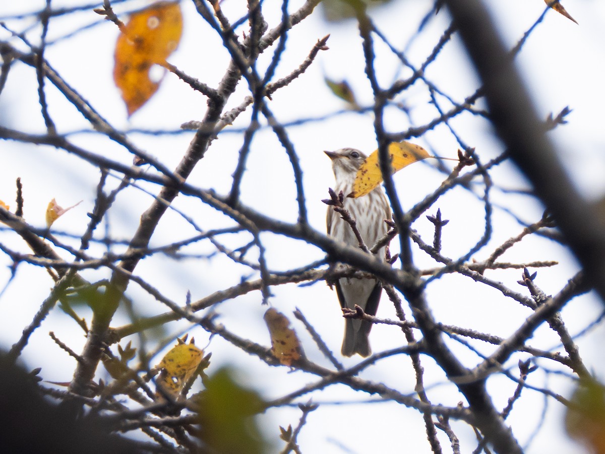 Gray-streaked Flycatcher - ML642573568