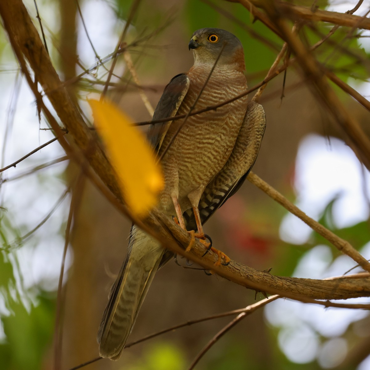 Collared Sparrowhawk - ML642573588