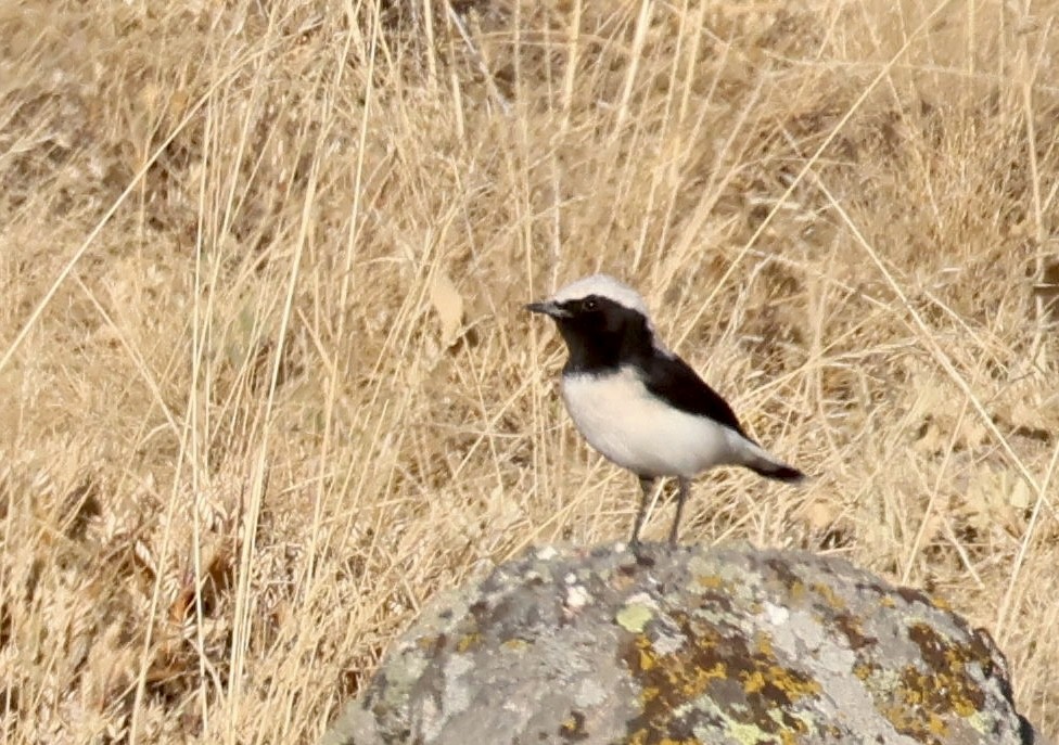 Finsch's Wheatear - ML642573594