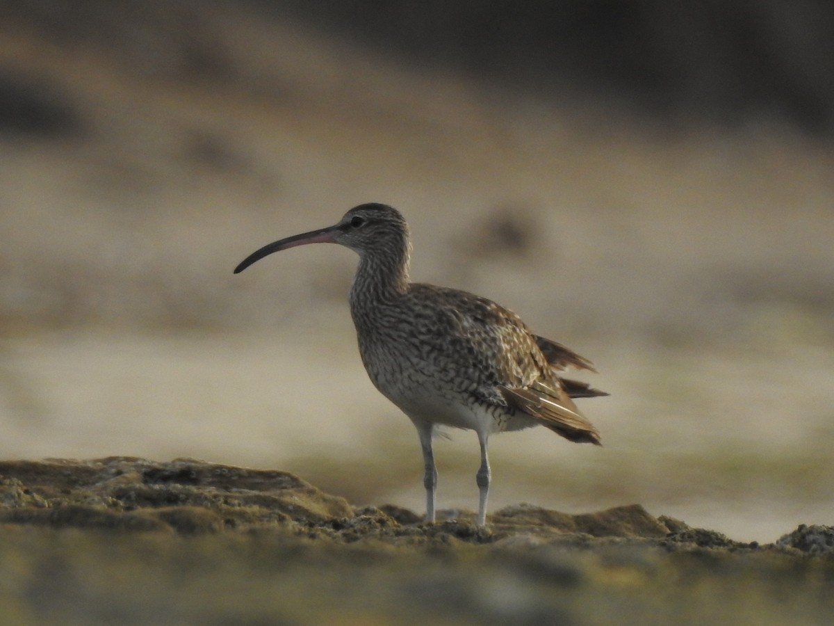 Whimbrel - sakthi manickam