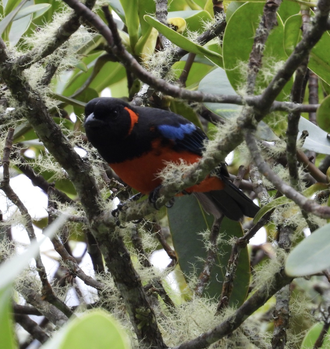 Scarlet-bellied Mountain Tanager - ML642573646