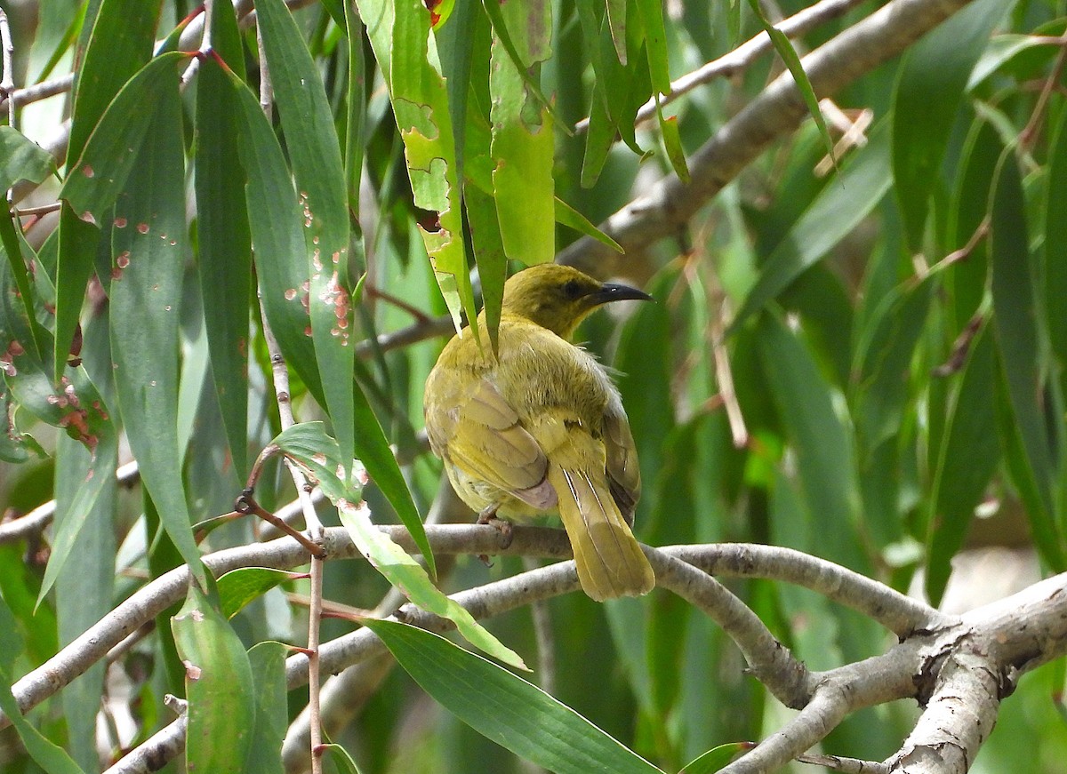 Yellow Honeyeater - ML642573647