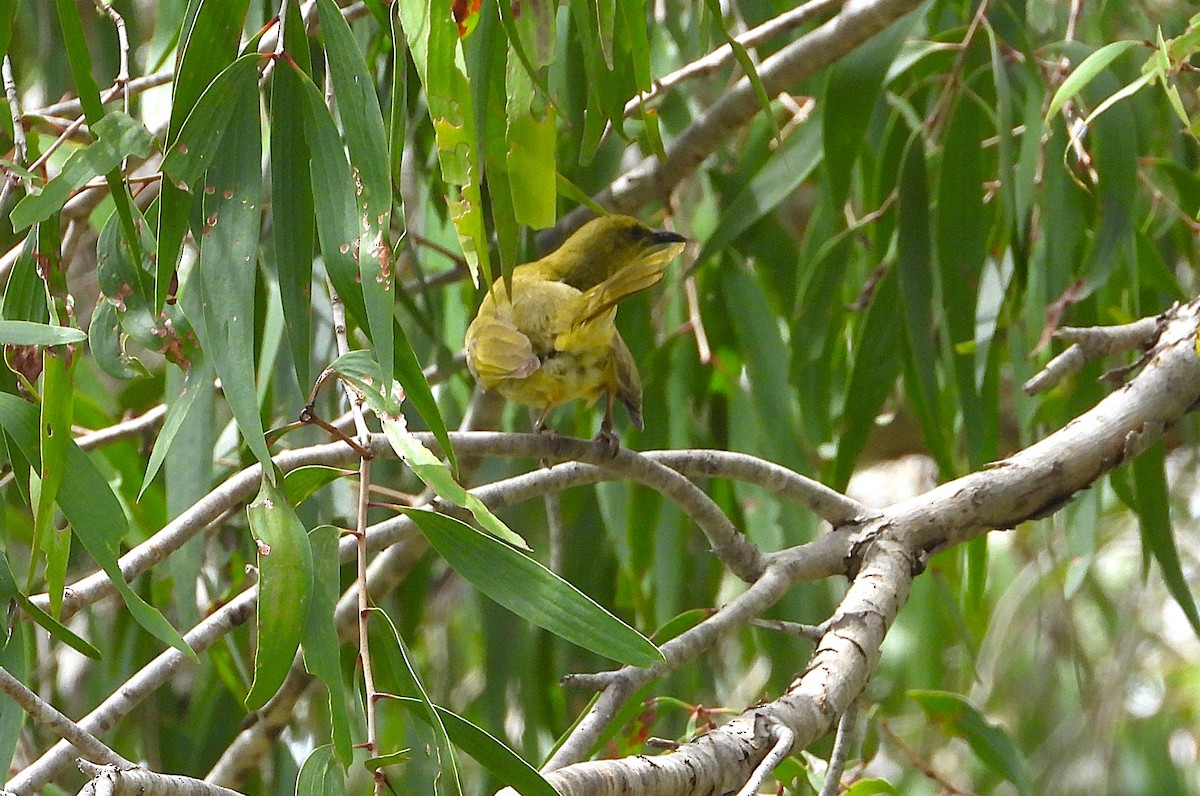 Yellow Honeyeater - ML642573648