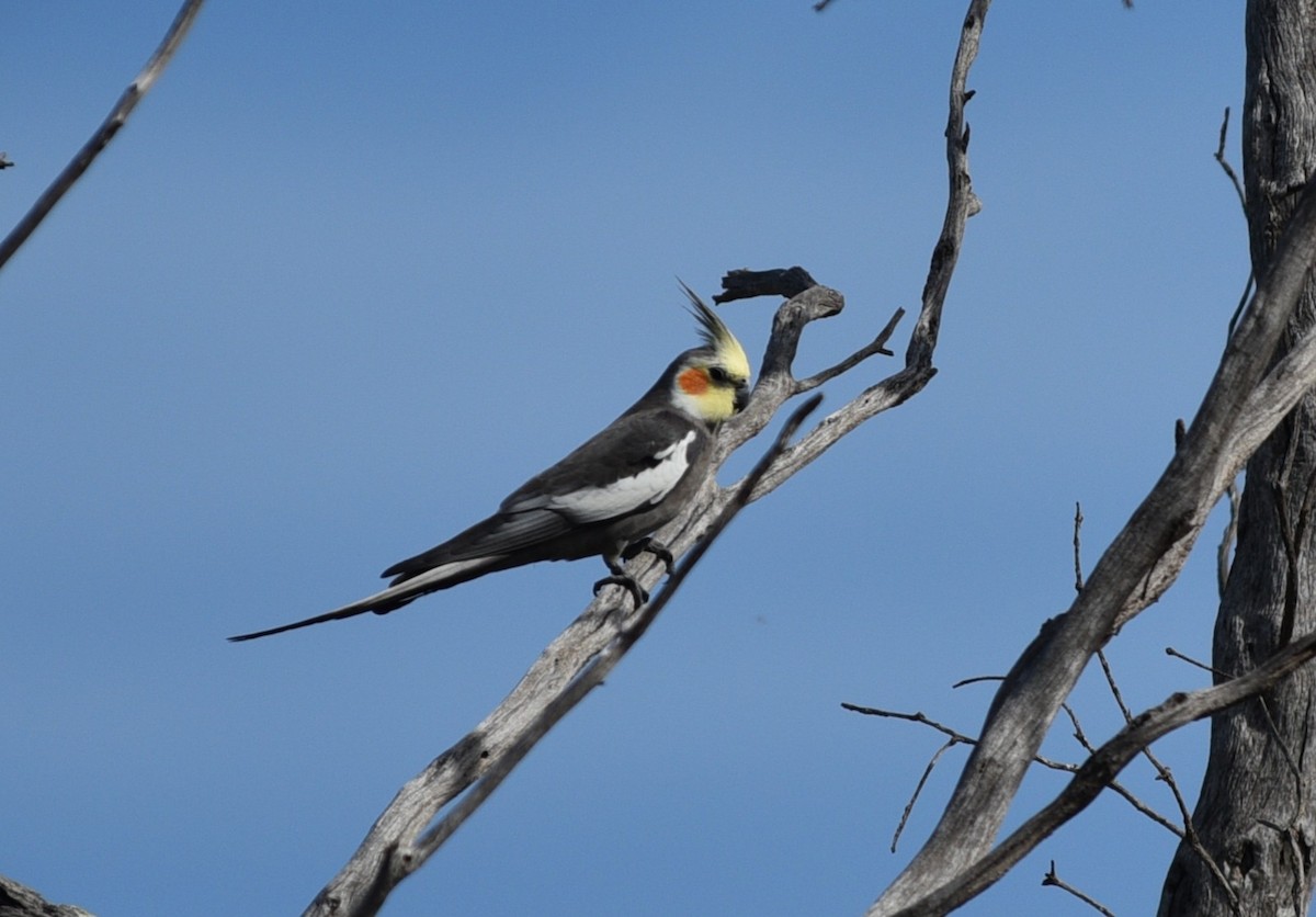 Cockatiel - ML642573657
