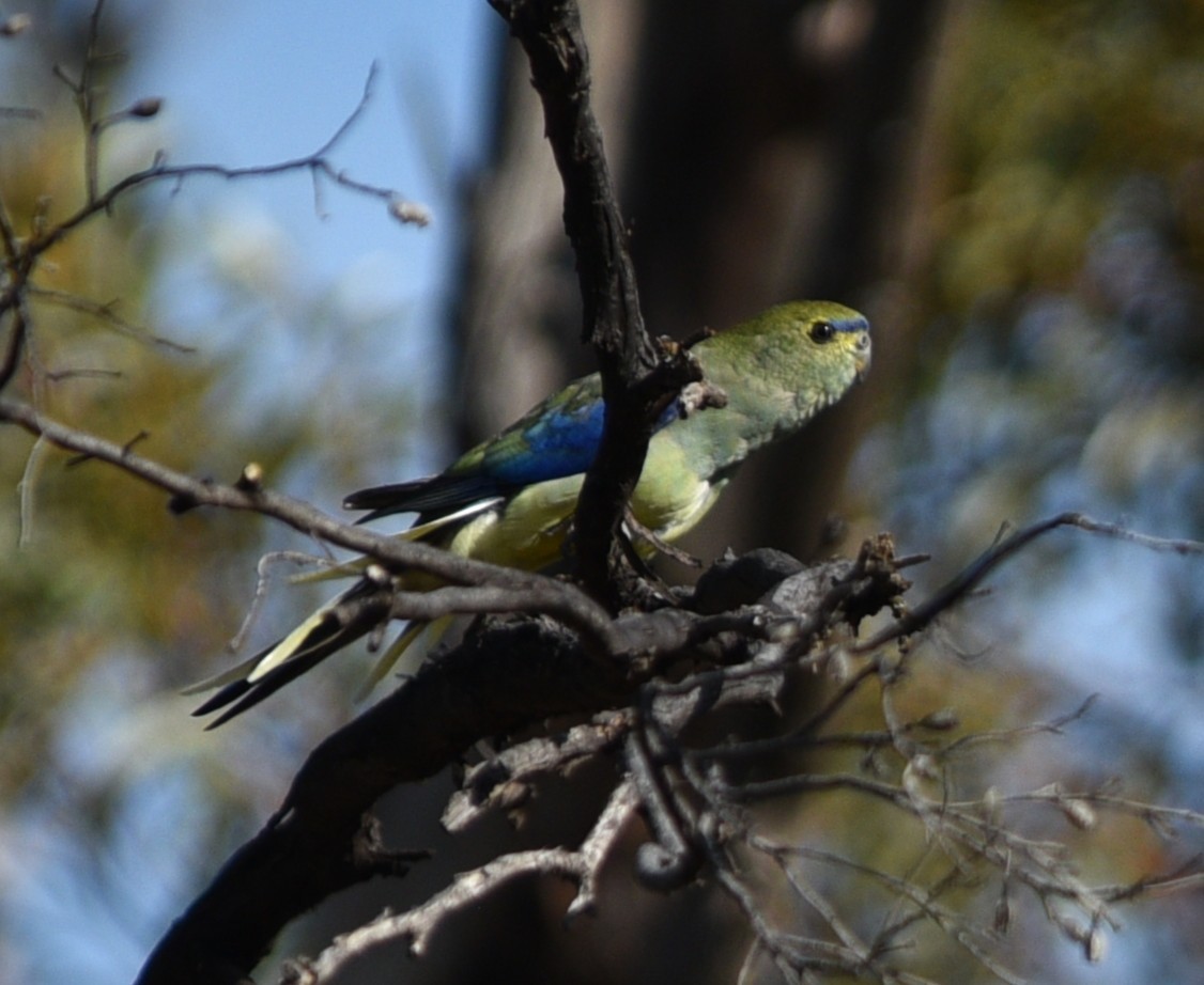 Blue-winged Parrot - ML642573658