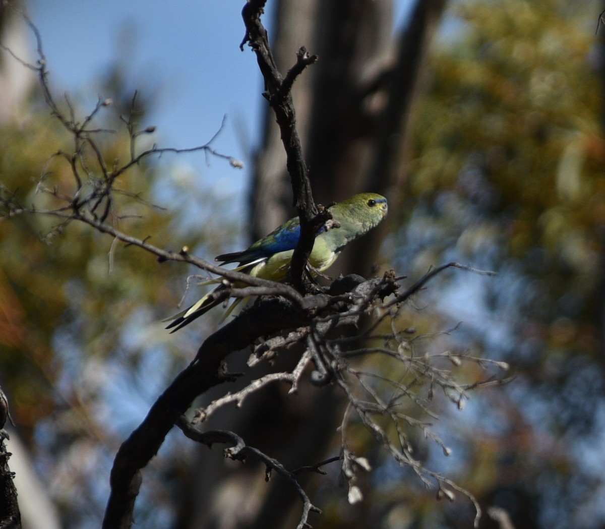 Blue-winged Parrot - ML642573661