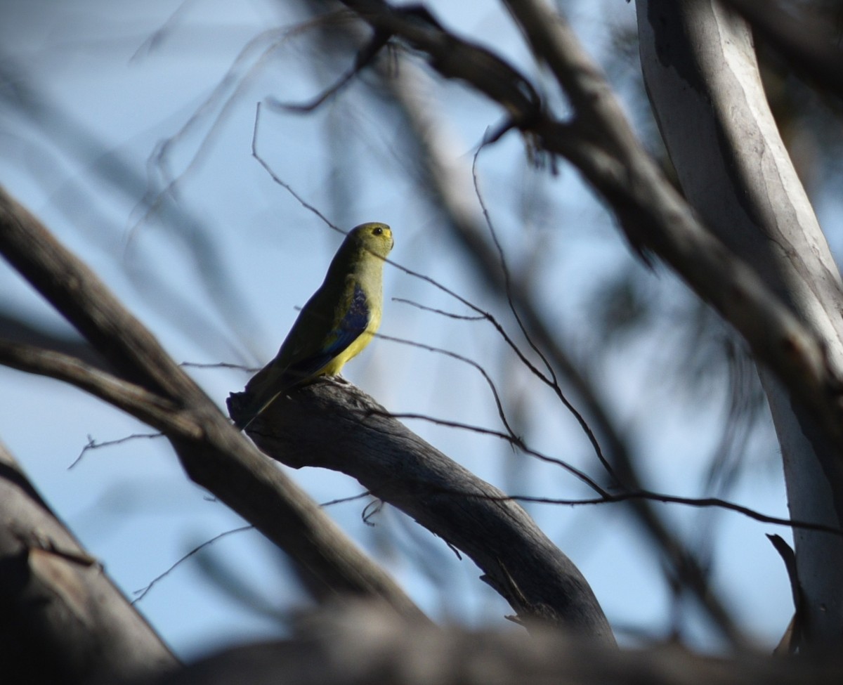 Blue-winged Parrot - ML642573663