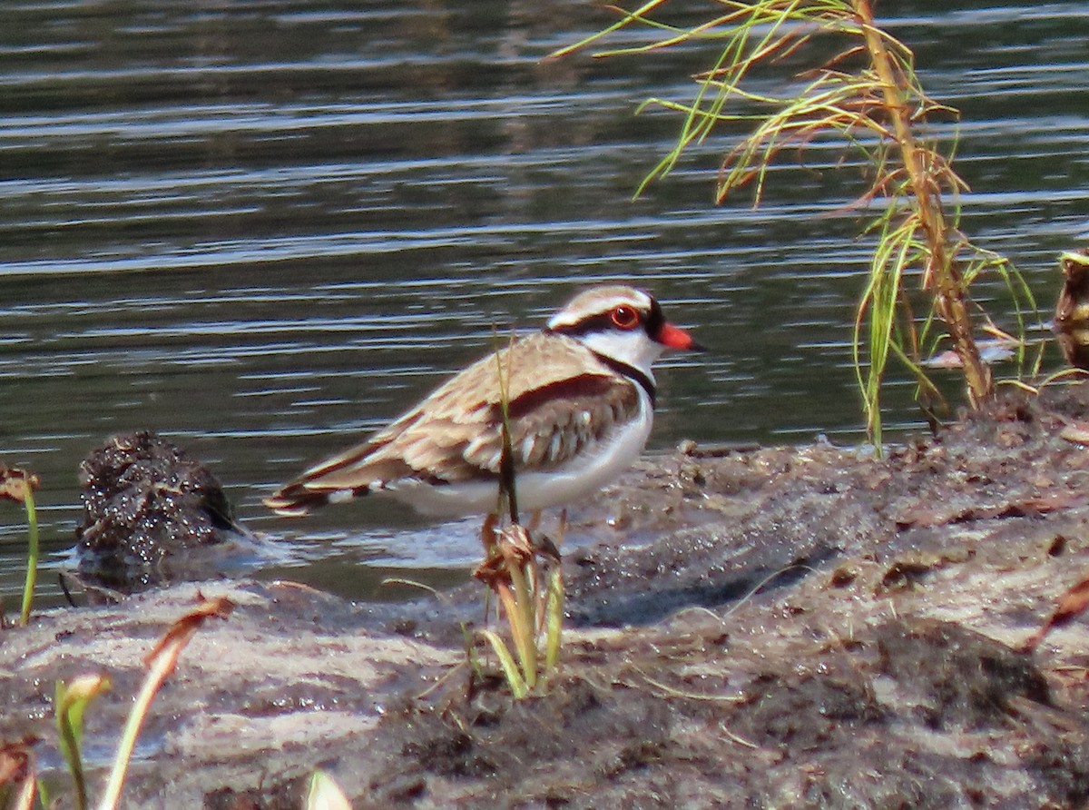 Black-fronted Dotterel - ML642573664