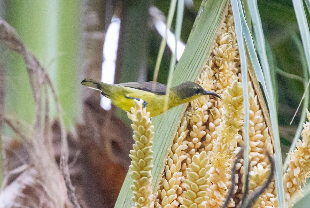 Ornate Sunbird - ML642573673