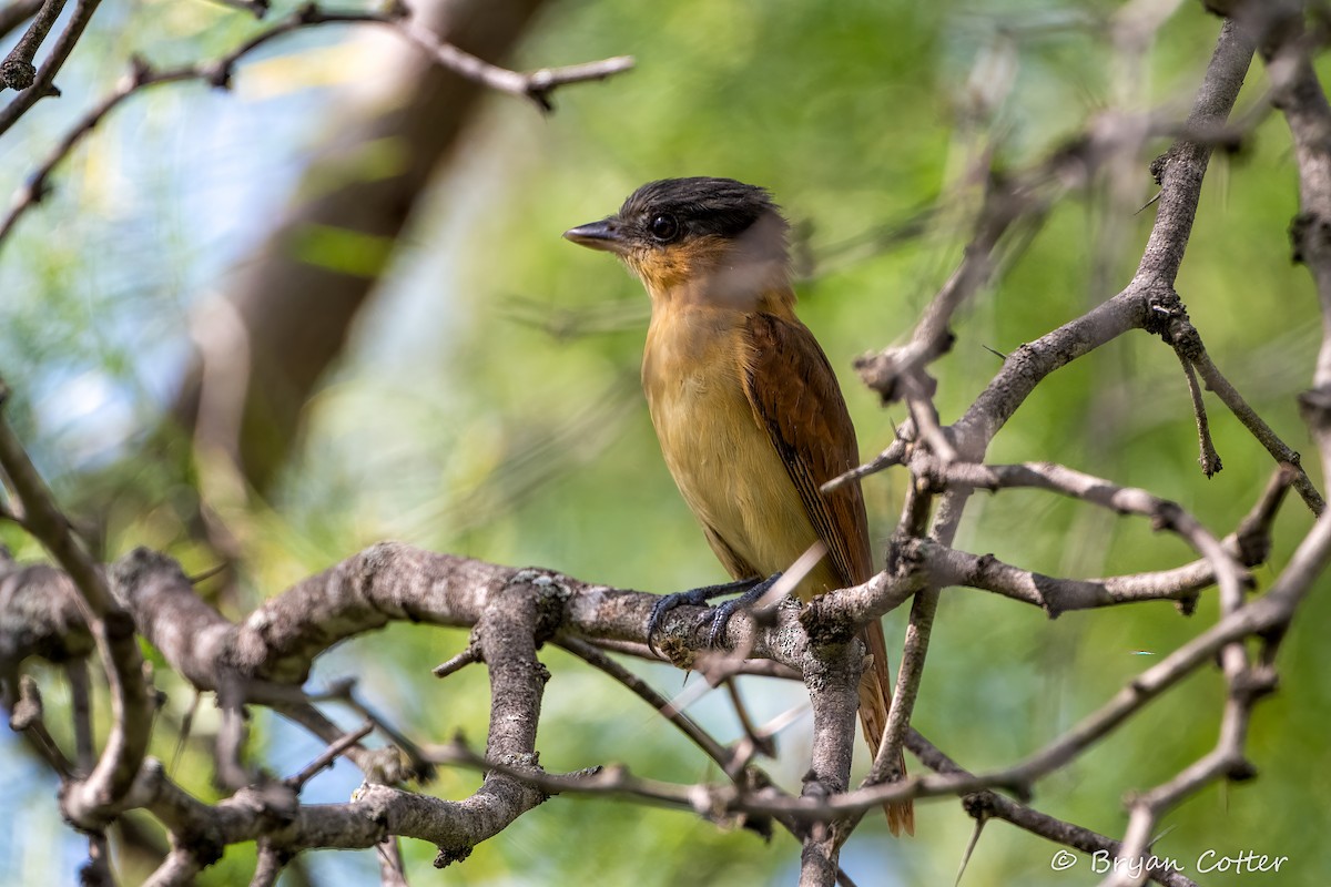 Rose-throated Becard - ML642573684