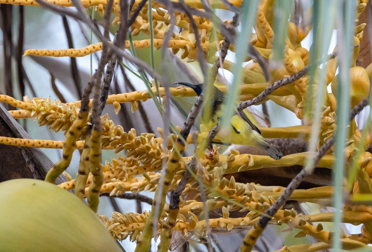 Ornate Sunbird - ML642573697