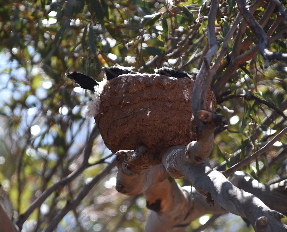 White-winged Chough - ML642573699