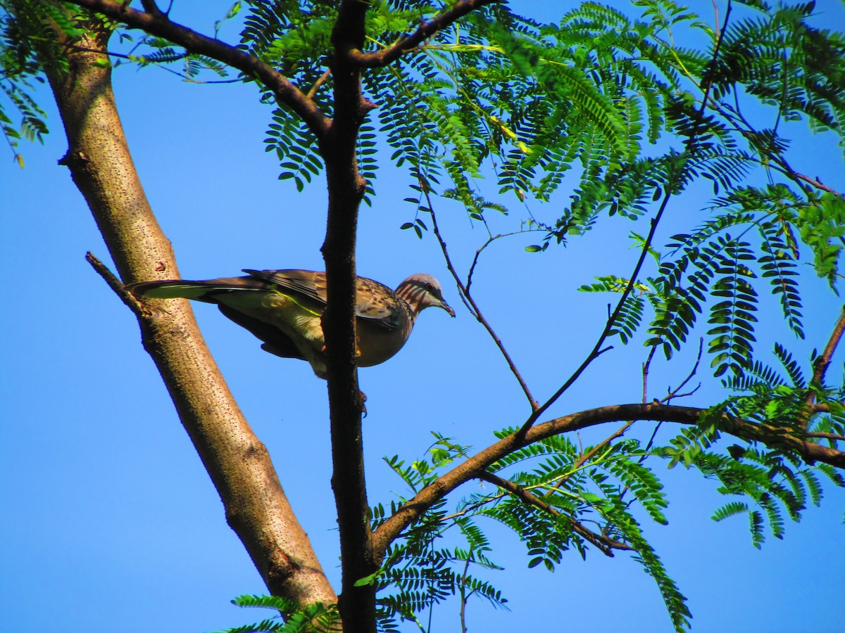 Spotted Dove - ML642573703
