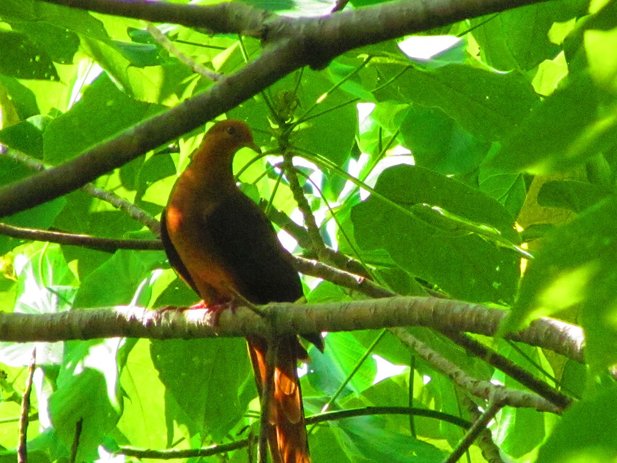 Philippine Cuckoo-Dove - ML642573707