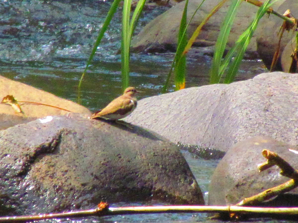 Common Sandpiper - ML642573710