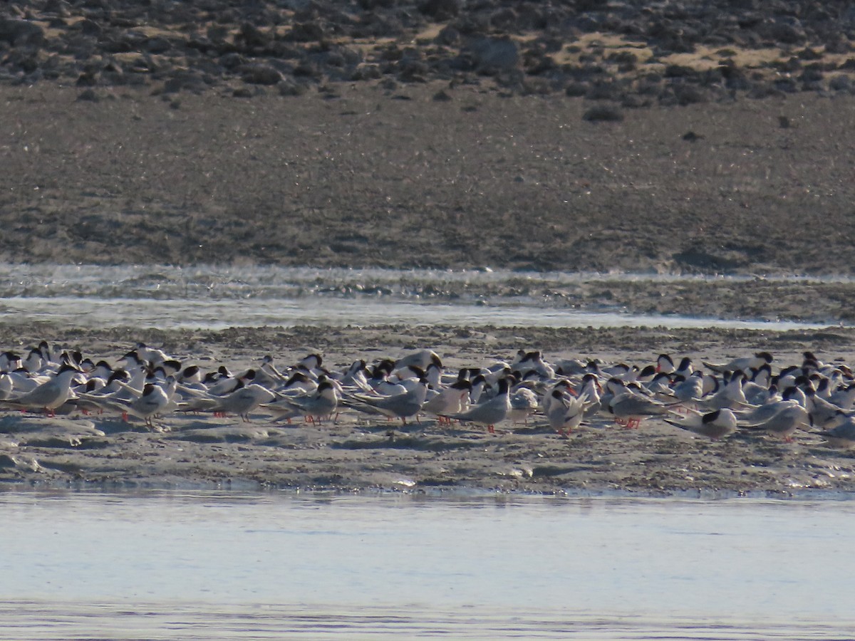 Roseate Tern - ML642573713