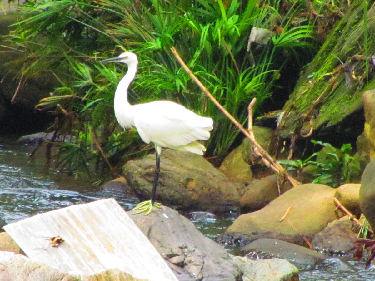 Little Egret - ML642573714