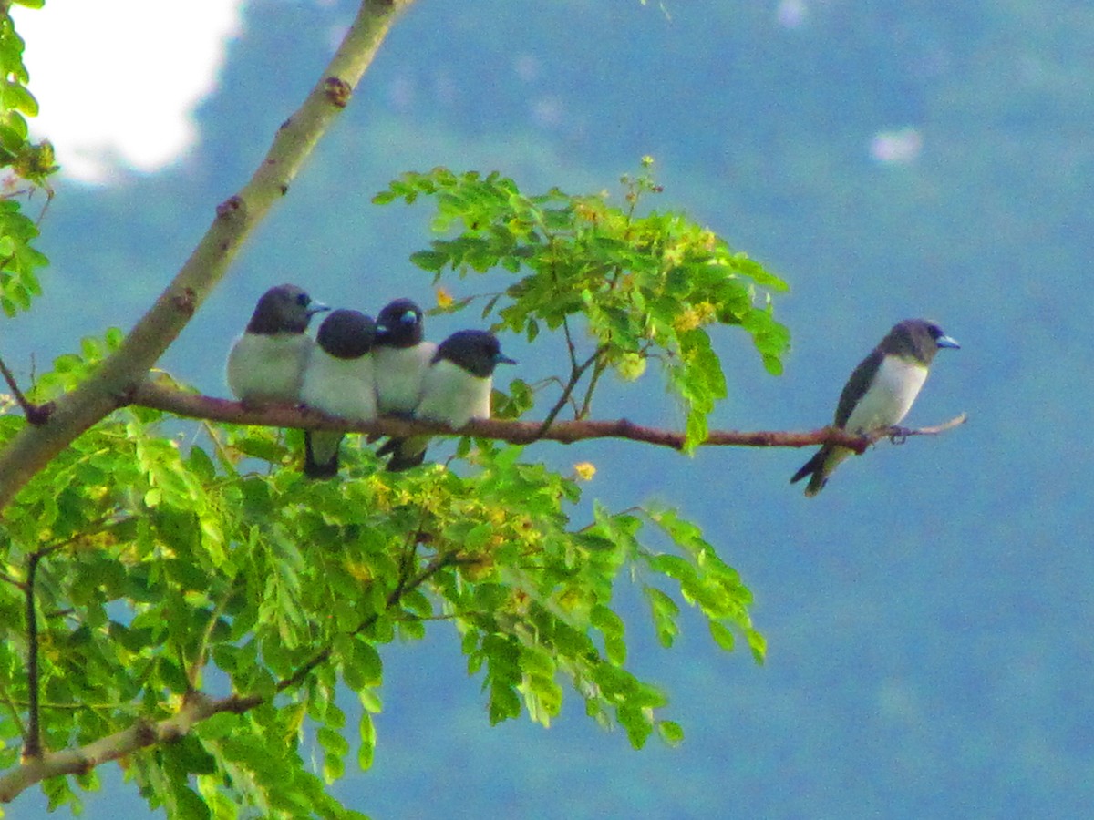 White-breasted Woodswallow - ML642573723