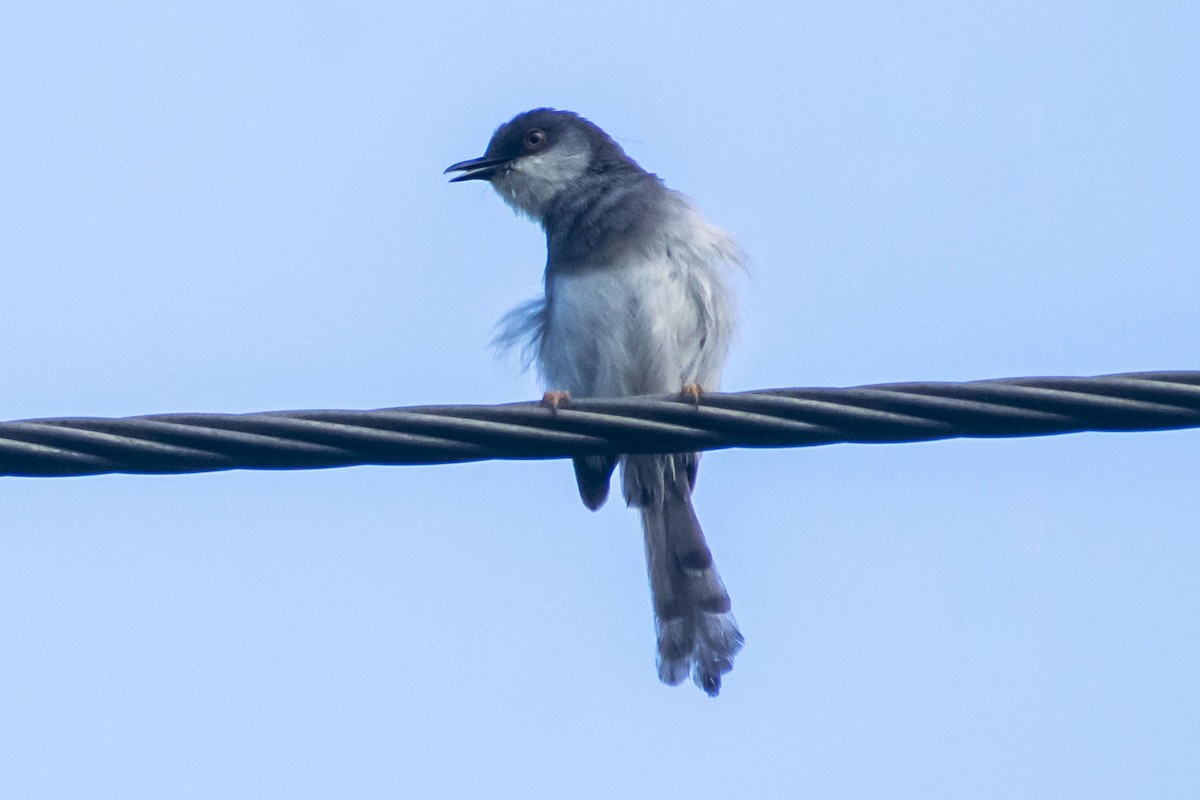 Gray-breasted Prinia - ML642573724