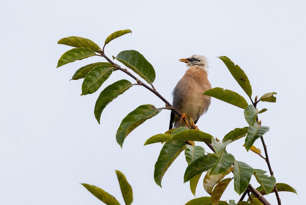 Vinous-breasted Myna - ML642573725