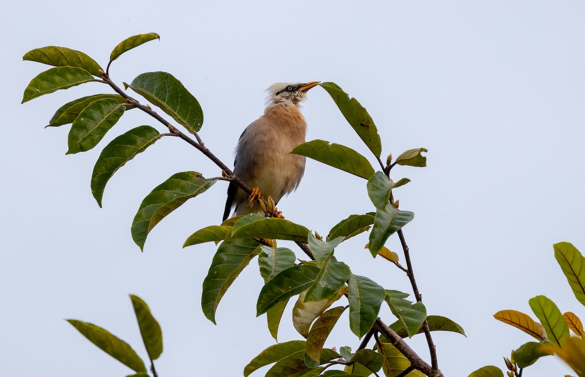 Vinous-breasted Myna - ML642573726