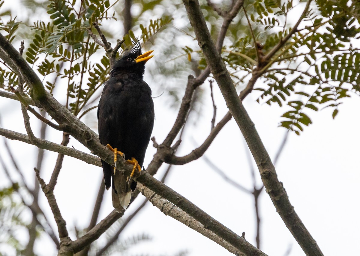 Great Myna - ML642573729