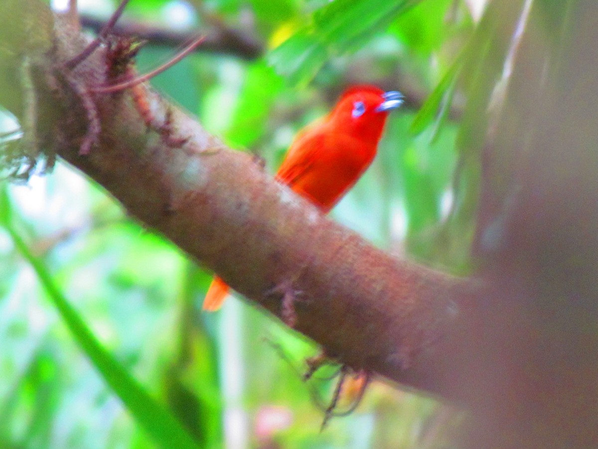 Rufous Paradise-Flycatcher - ML642573732