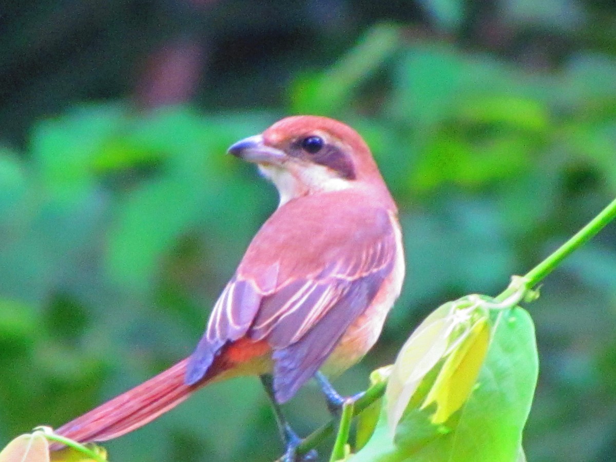 Brown Shrike - ML642573737