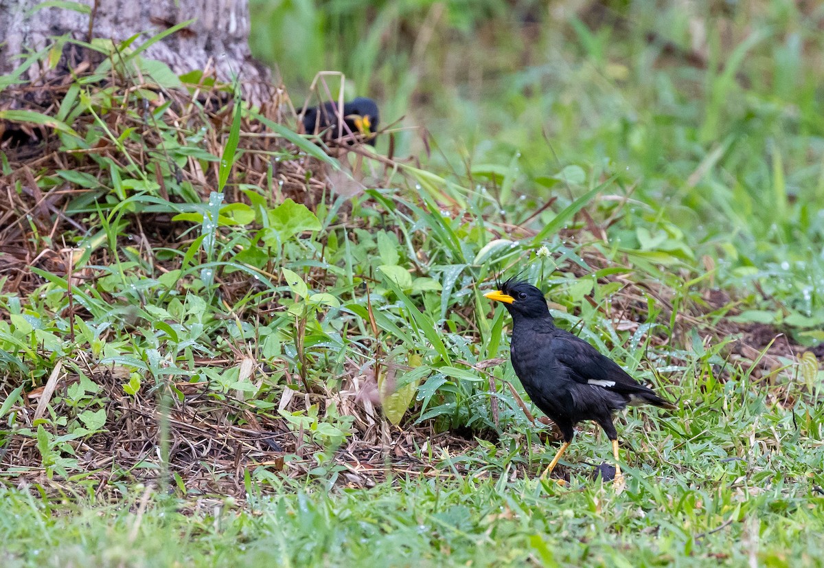 Great Myna - ML642573738