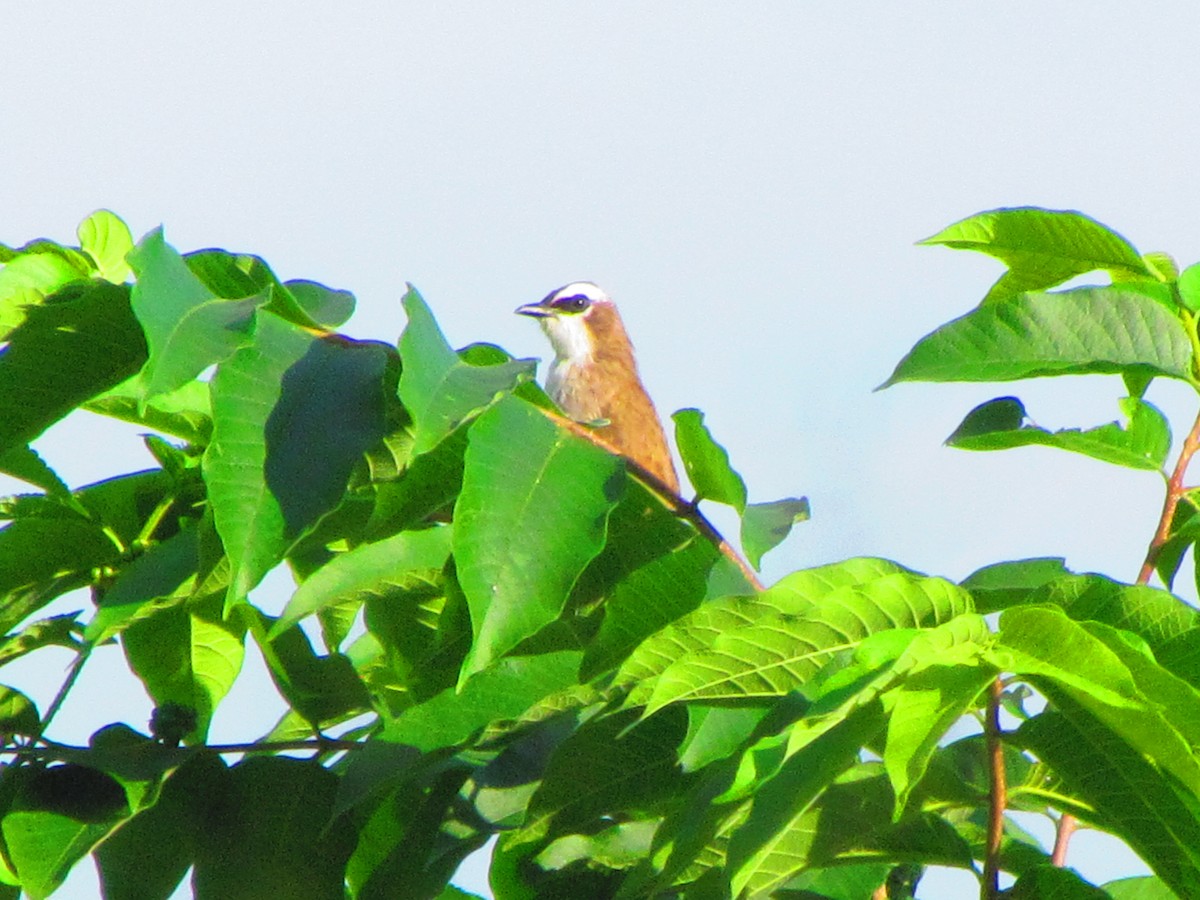 Yellow-vented Bulbul - ML642573740