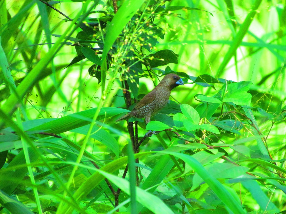 Scaly-breasted Munia - ML642573745